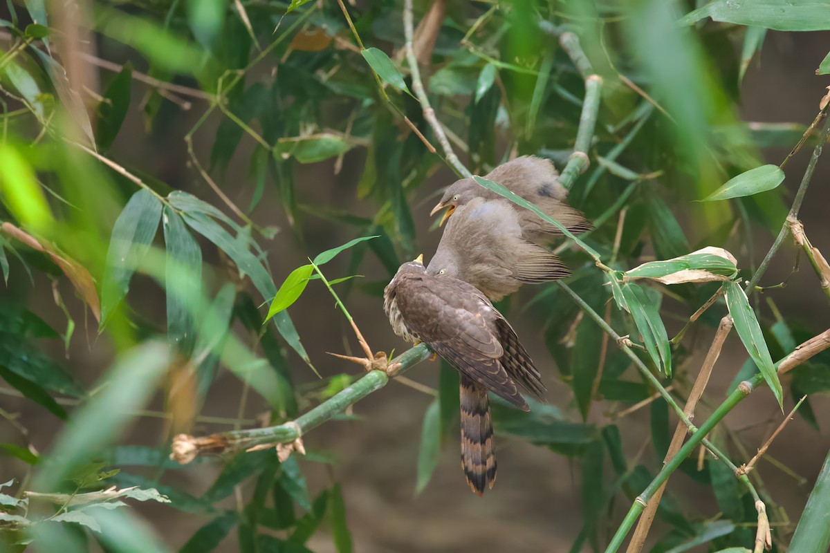 Jungle Babbler - Sourav Mandal