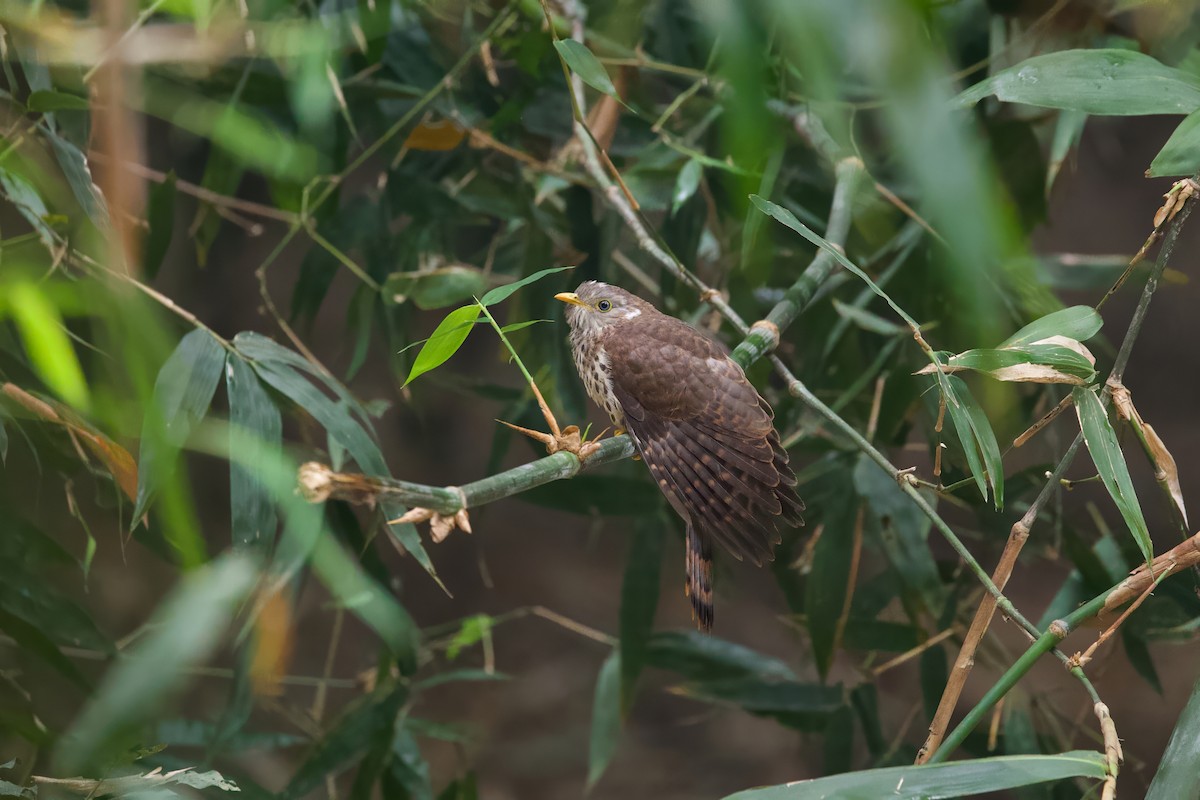 Common Hawk-Cuckoo - ML612917772