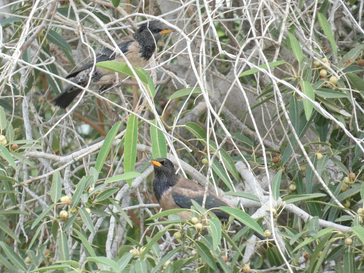 Rosy Starling - ML612917773