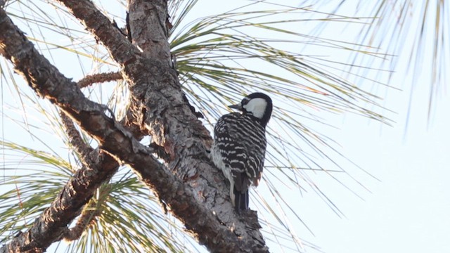 Red-cockaded Woodpecker - ML612917776