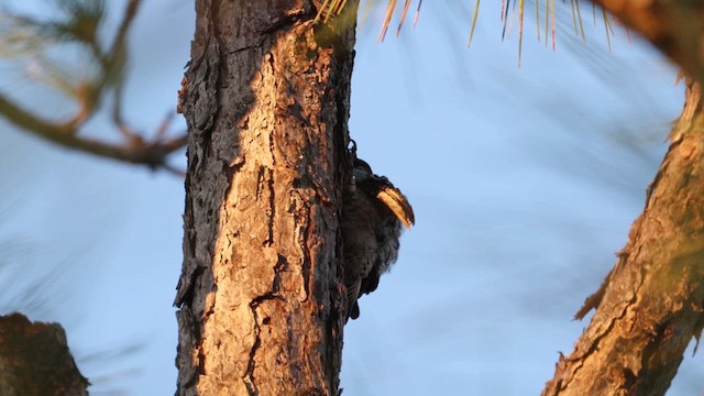 Red-cockaded Woodpecker - ML612917777