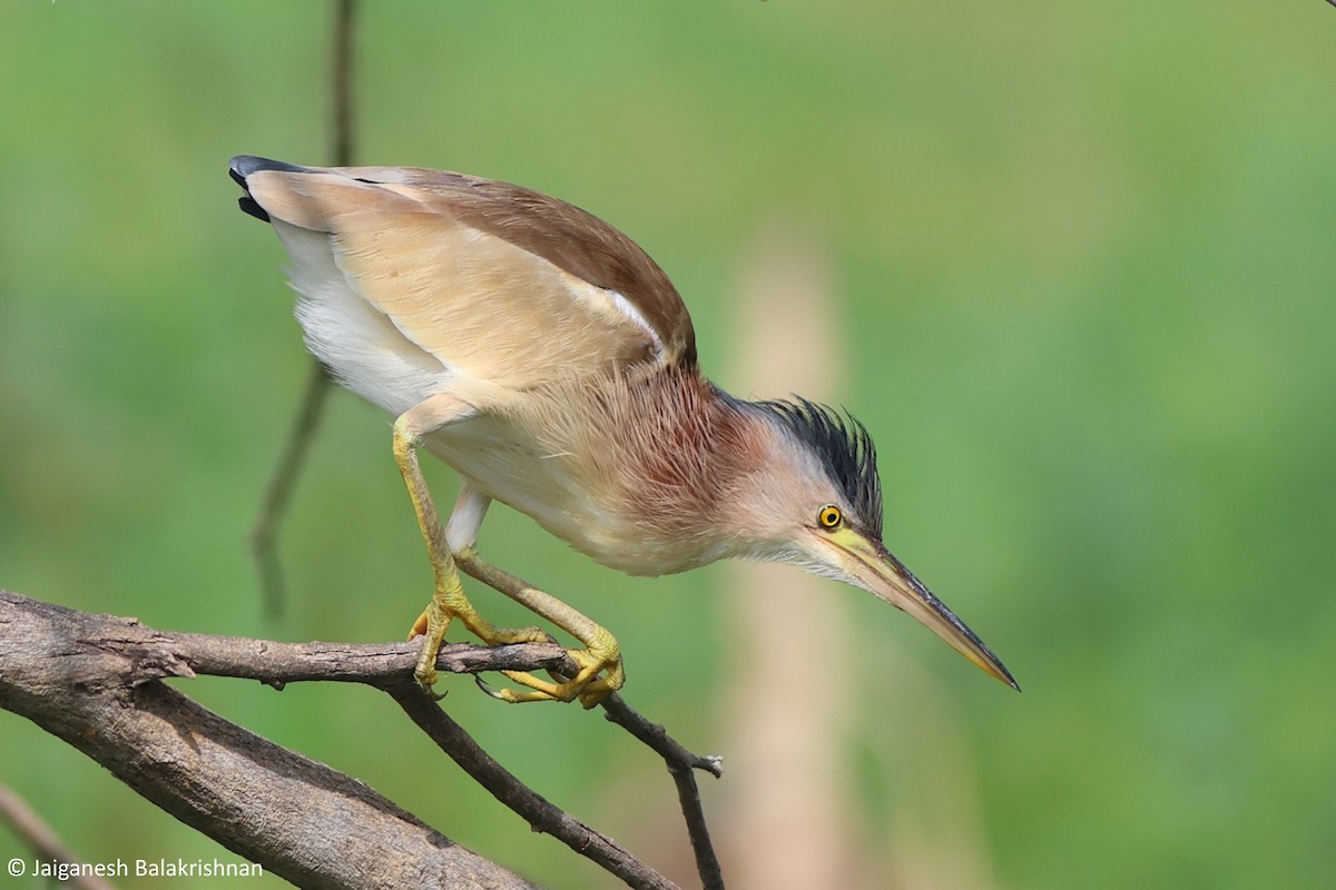 bukáček žlutonohý - ML612917798