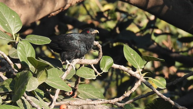 Asian Koel - ML612917822