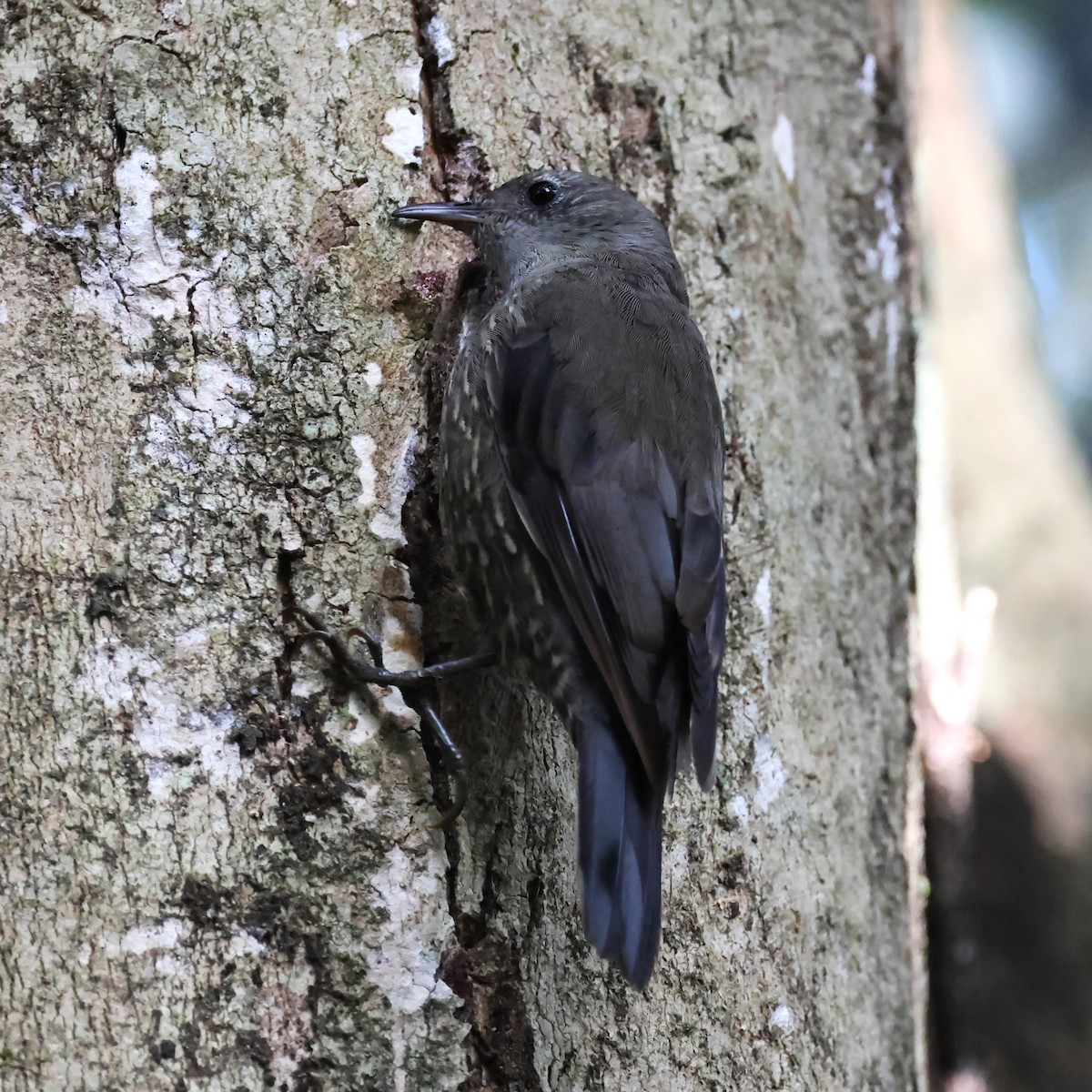 White-throated Treecreeper (Little) - ML612917882