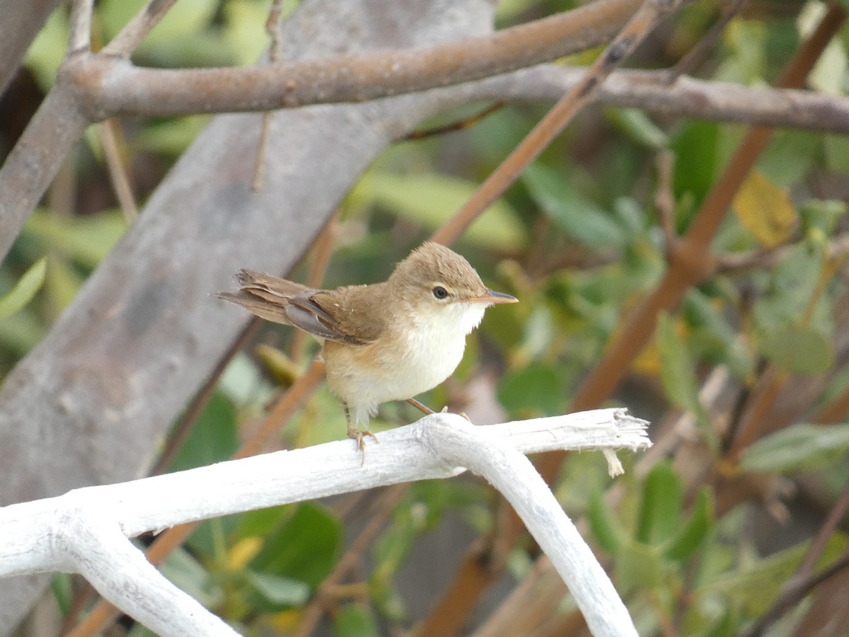 Common Reed Warbler - ML612917908