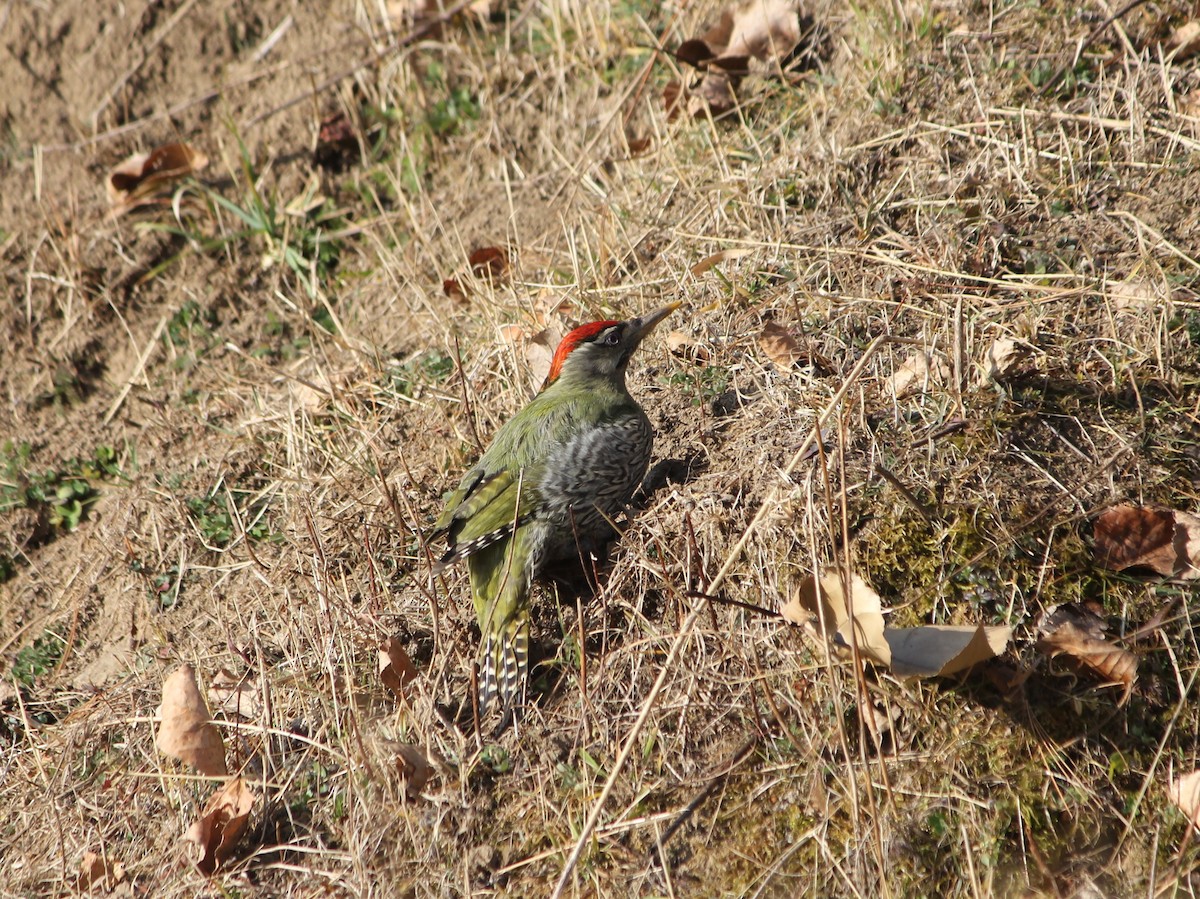 Scaly-bellied Woodpecker - ML612917922