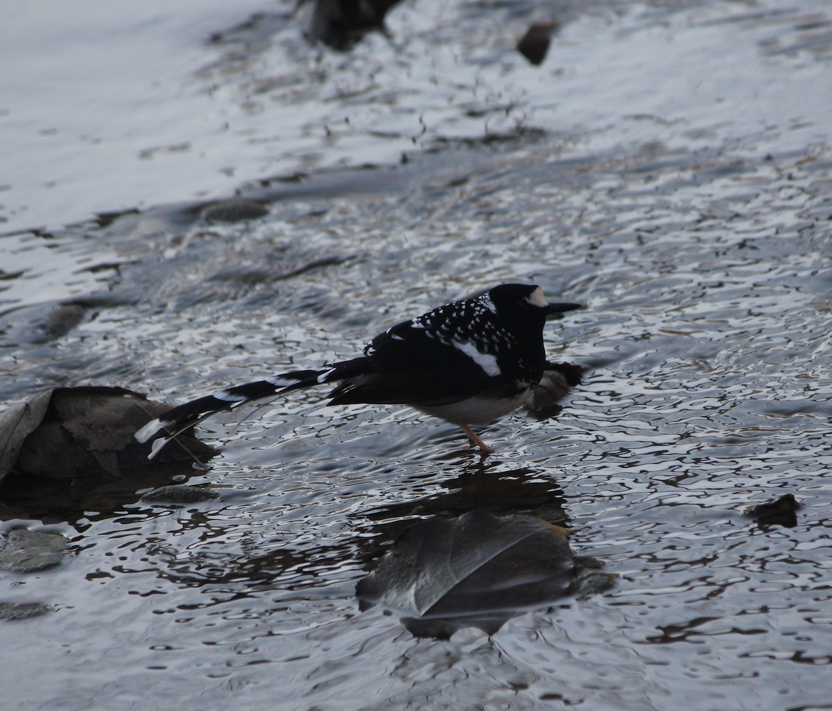 Spotted Forktail - ML612917926