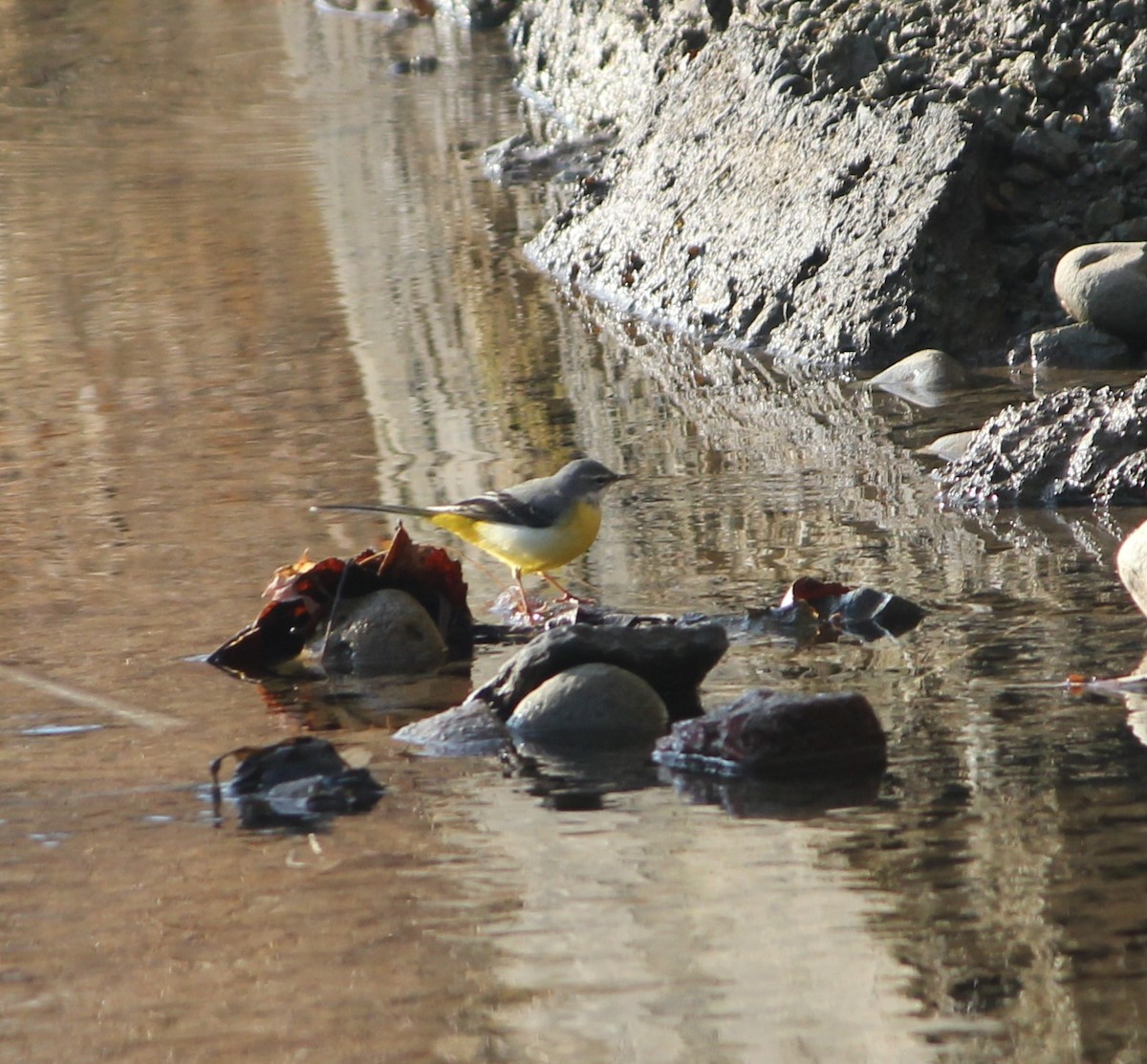 Gray Wagtail - ML612917930