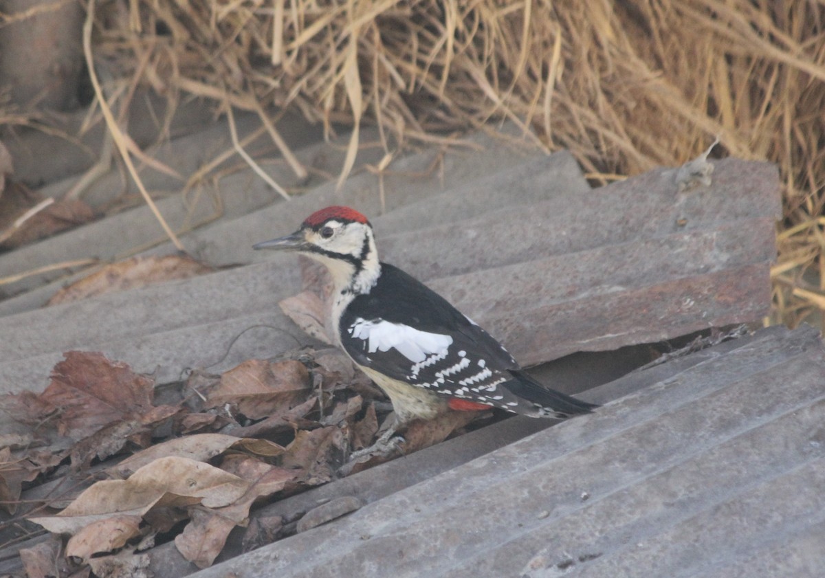 Himalayan Woodpecker - ML612917953