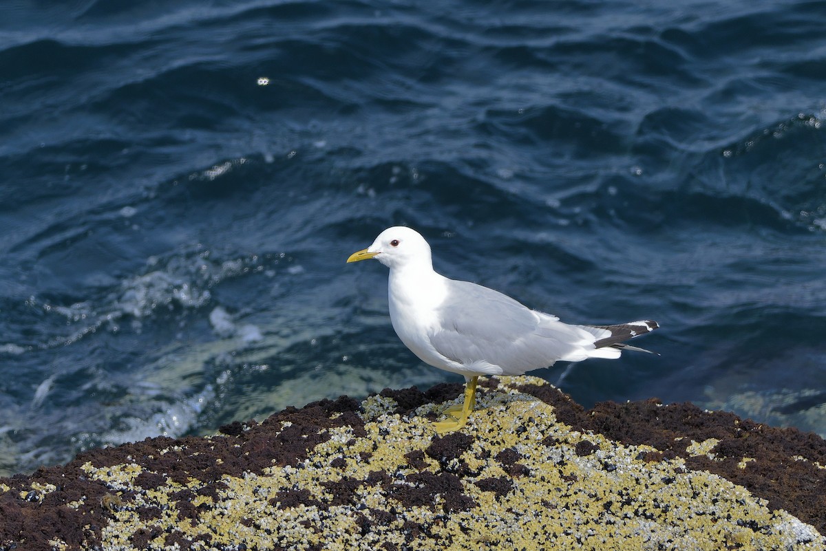 Common Gull - Florent De Vathaire