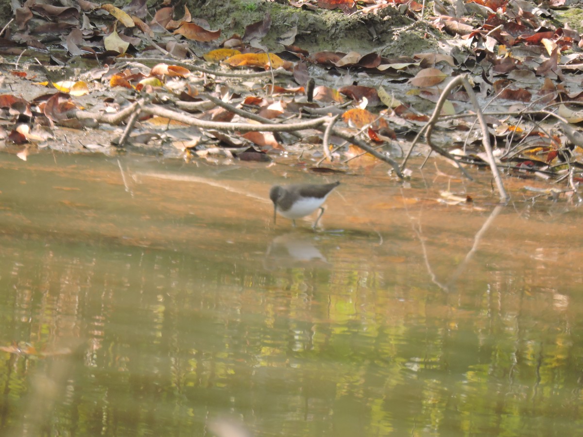 Common Sandpiper - ML612917990