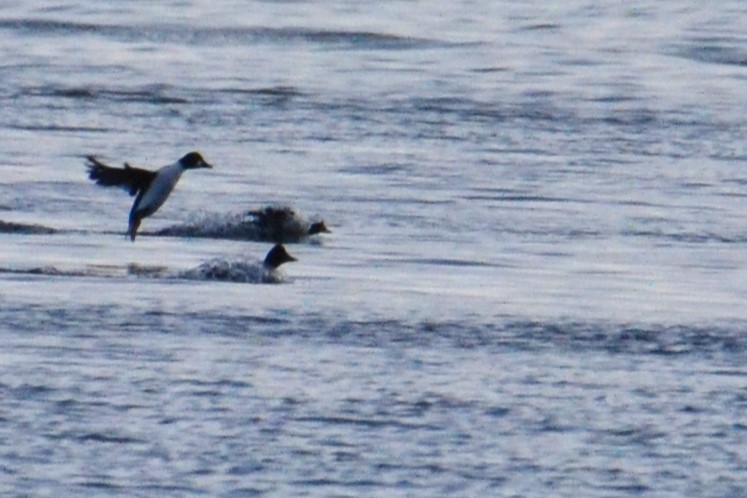 Common Goldeneye - ML612918156