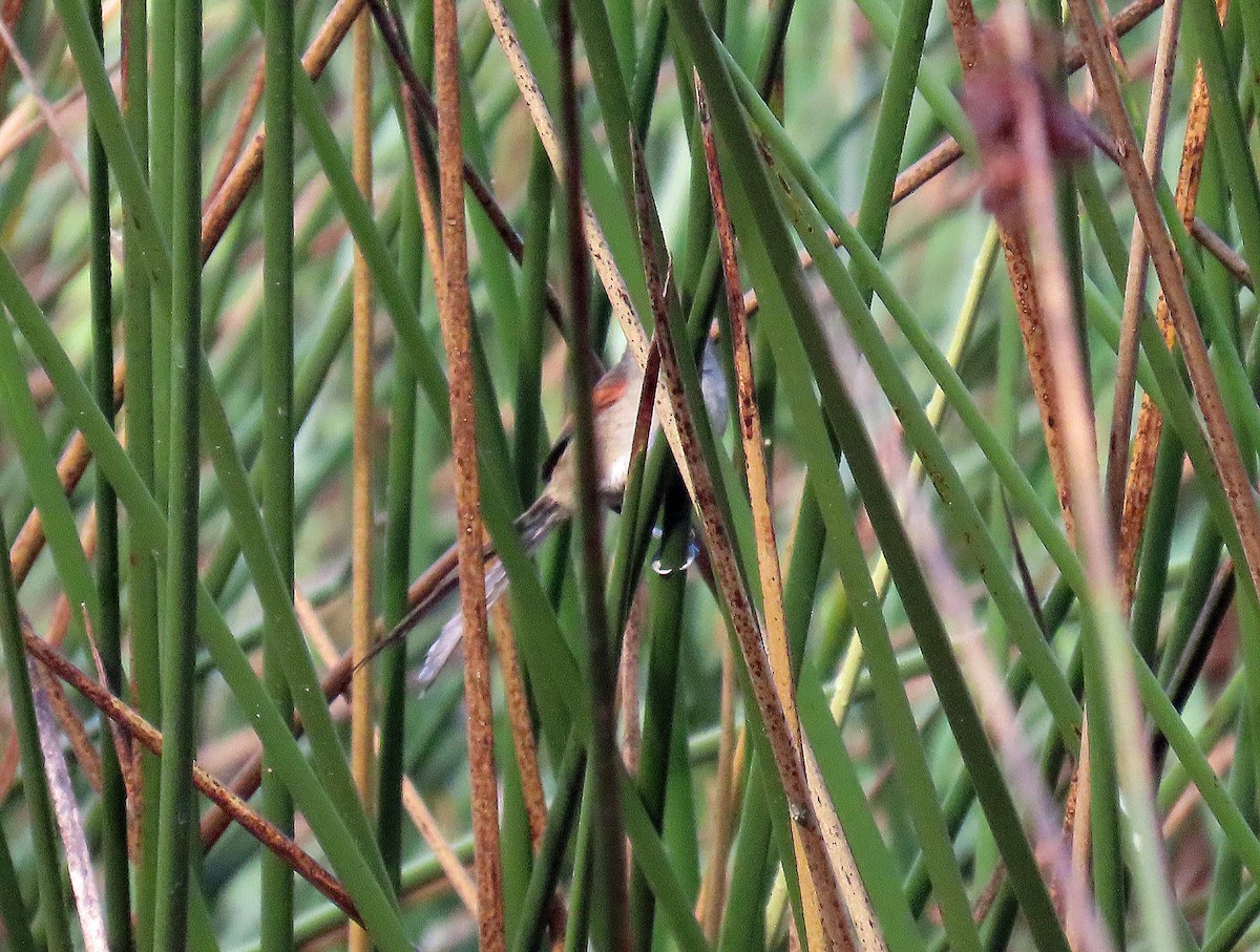 Silvery-throated Spinetail - ML612918298