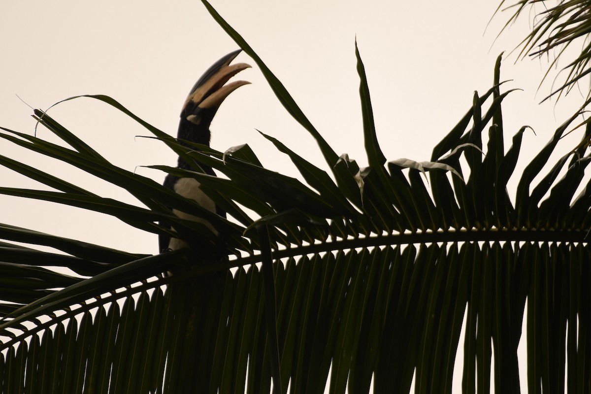 Malabar Pied-Hornbill - ML612918453