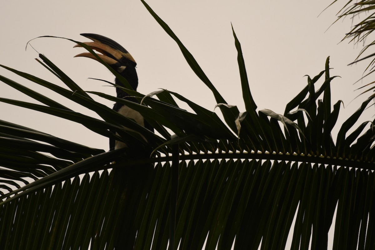 Malabar Pied-Hornbill - ML612918454