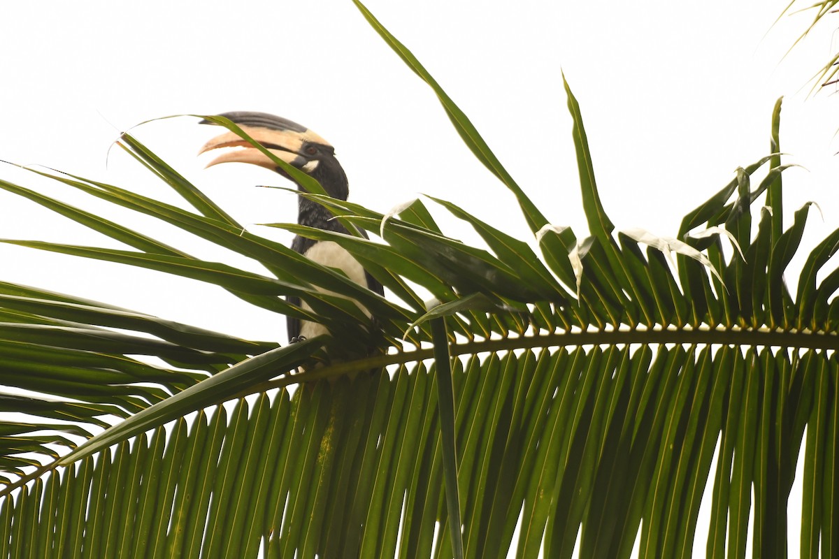 Malabar Pied-Hornbill - ML612918464