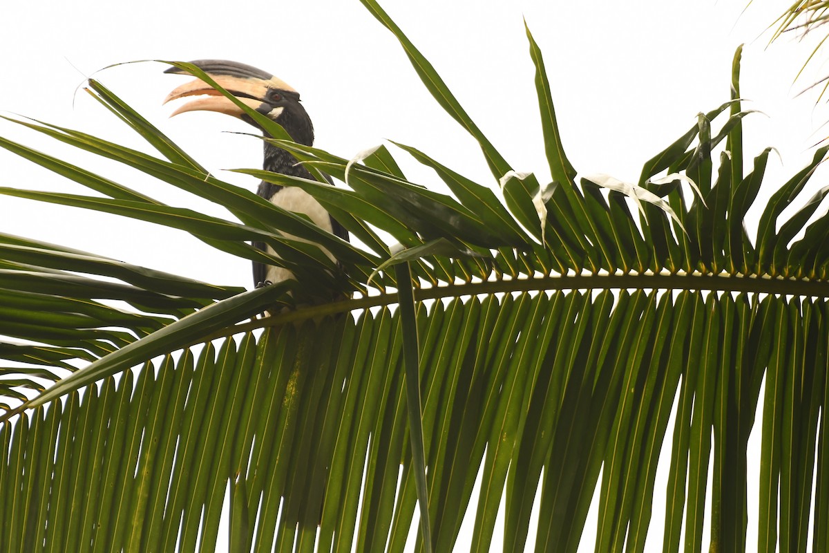 Malabar Pied-Hornbill - ML612918465