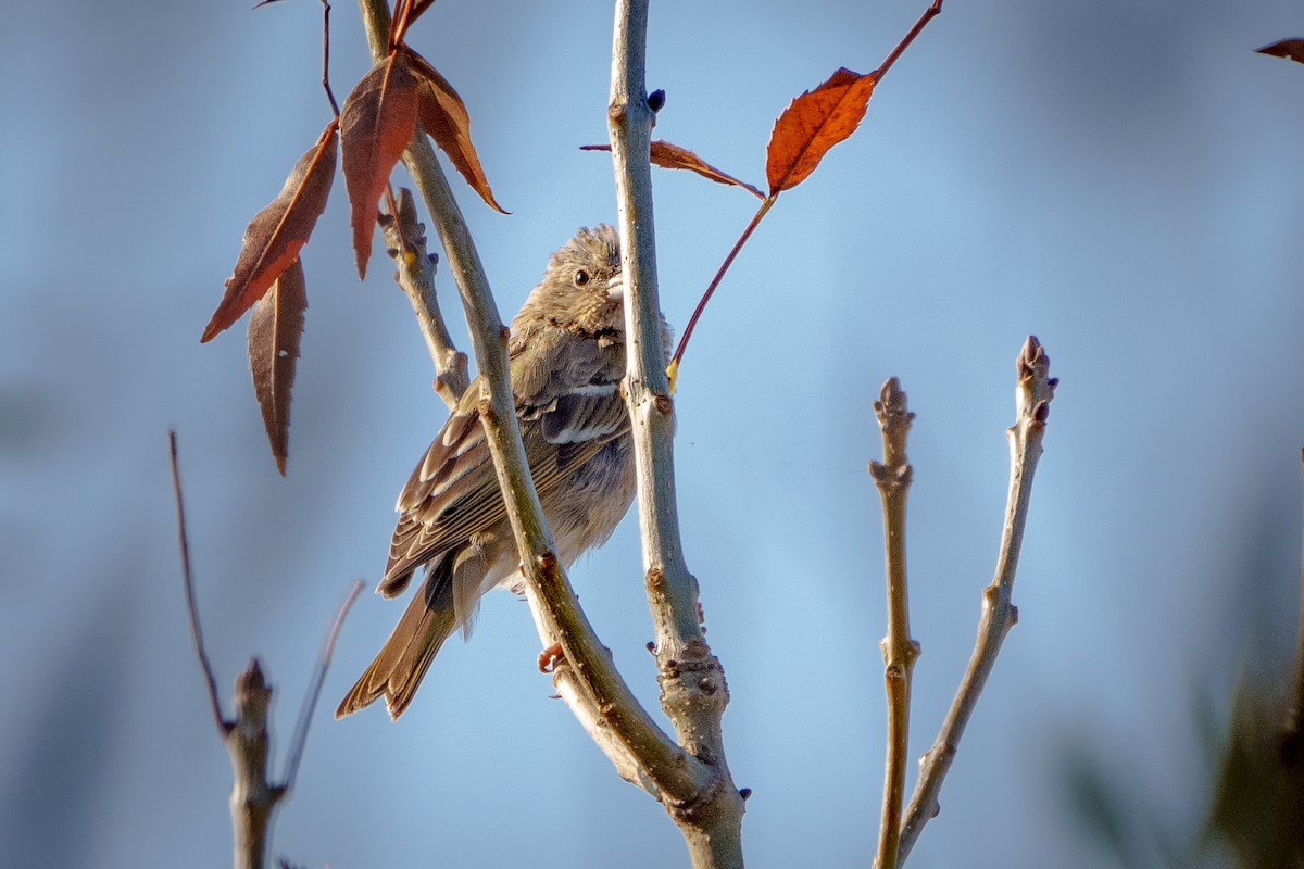 Common Rosefinch - ML612918480