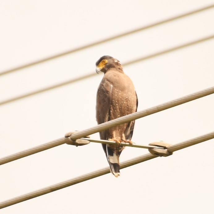 Crested Serpent-Eagle - ML612918564
