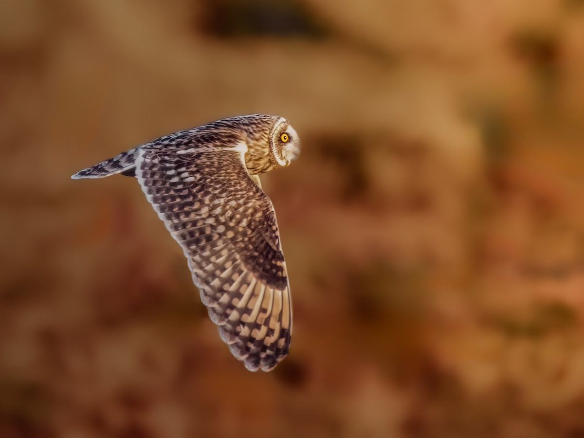 Short-eared Owl - ML612918567