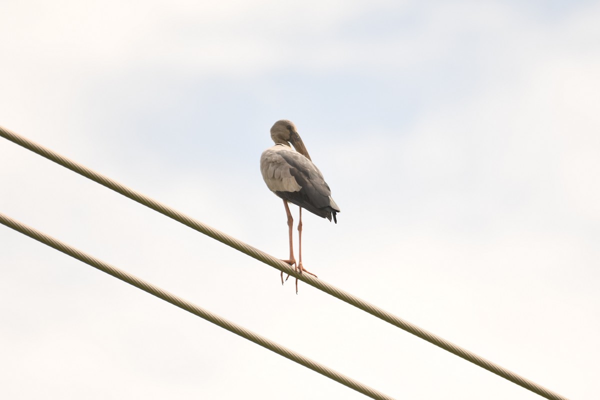 Asian Openbill - ML612918568