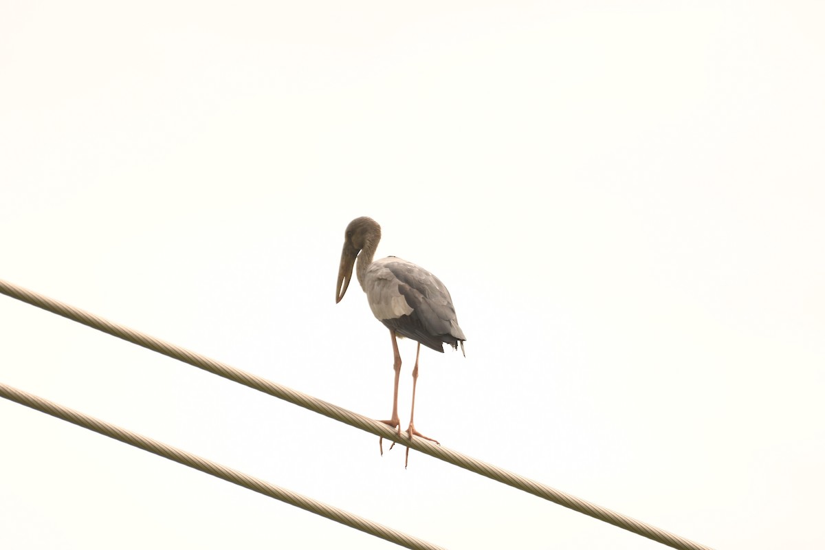 Asian Openbill - ML612918569