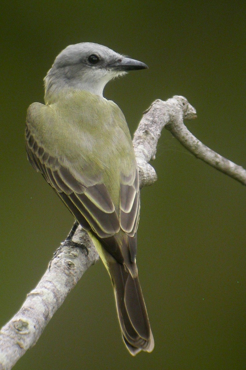 Couch's Kingbird - ML612918603