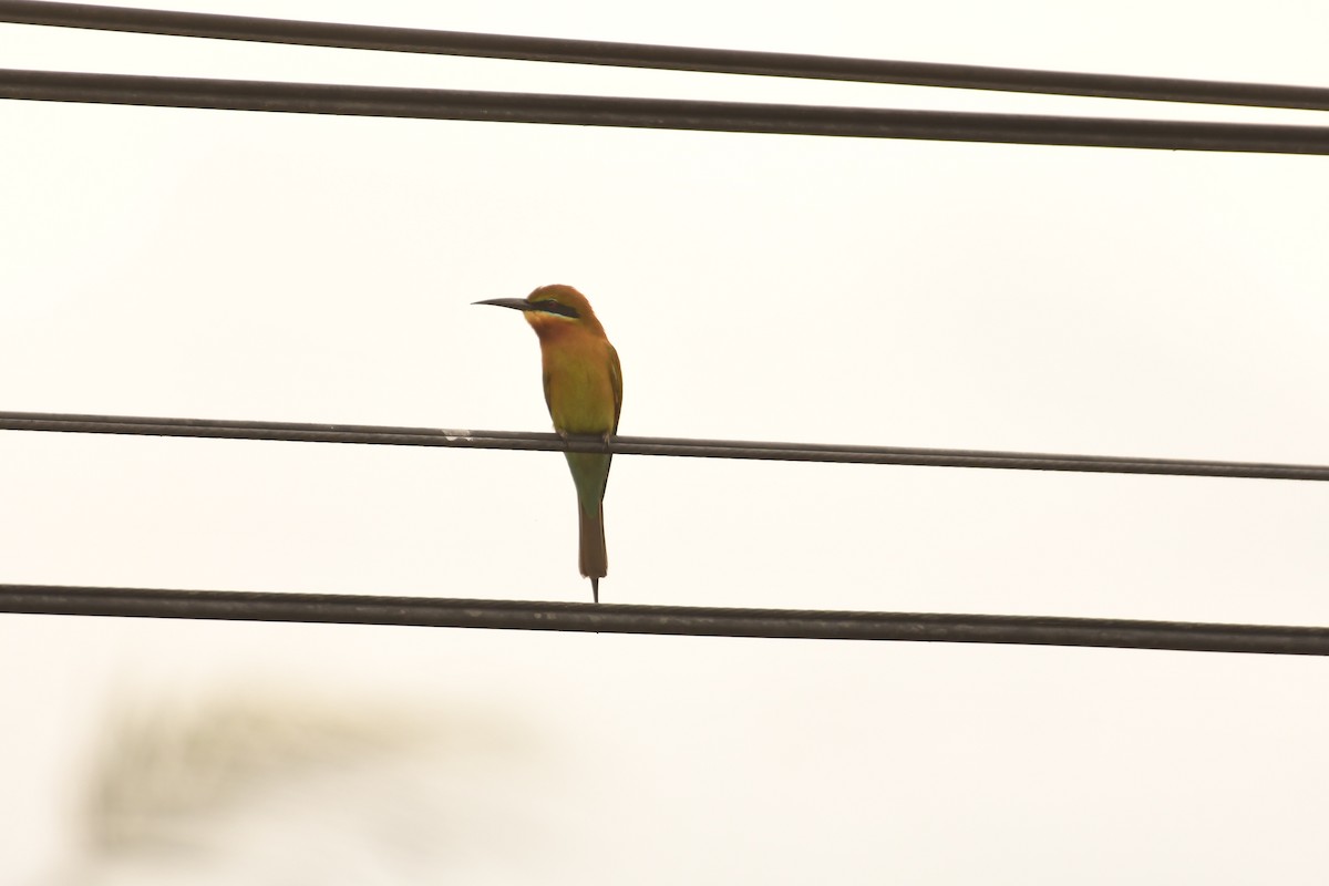 Blue-tailed Bee-eater - ML612918628