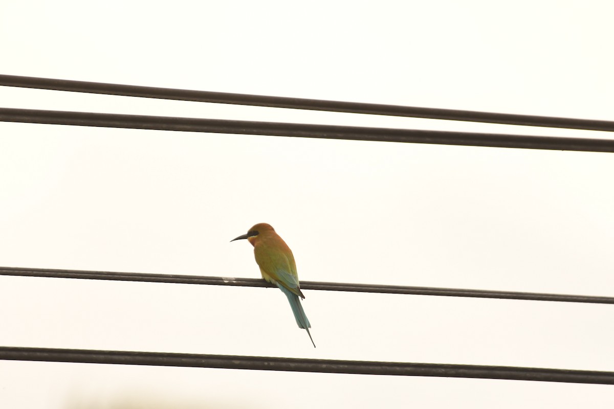 Blue-tailed Bee-eater - ML612918629