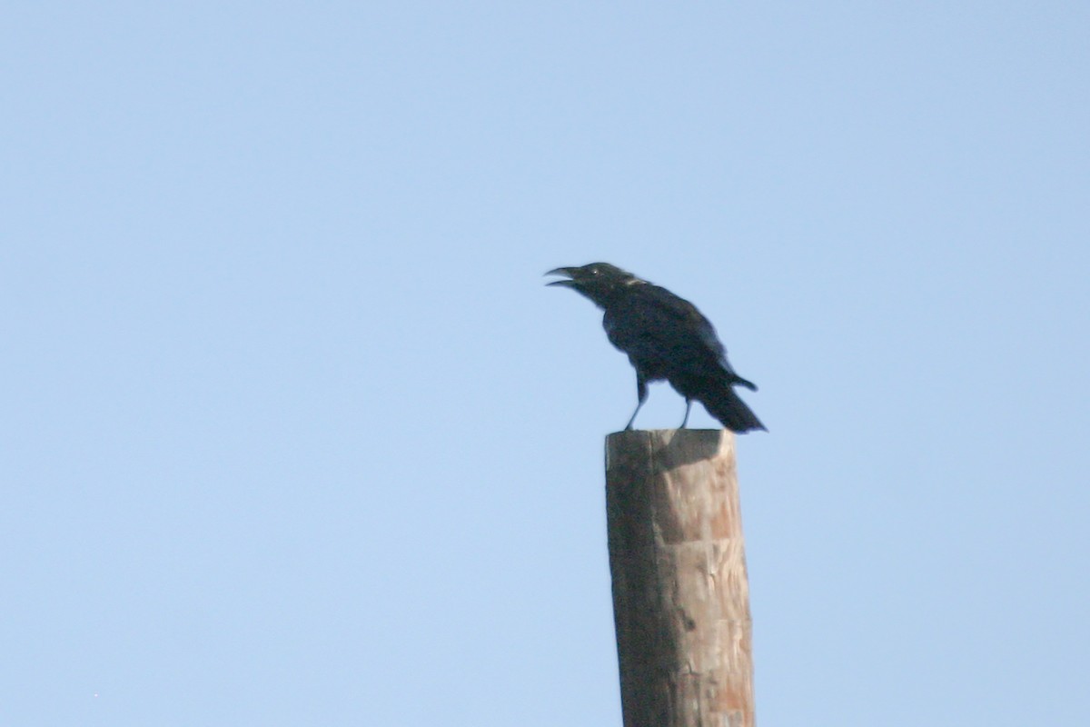 Chihuahuan Raven - ML612918638