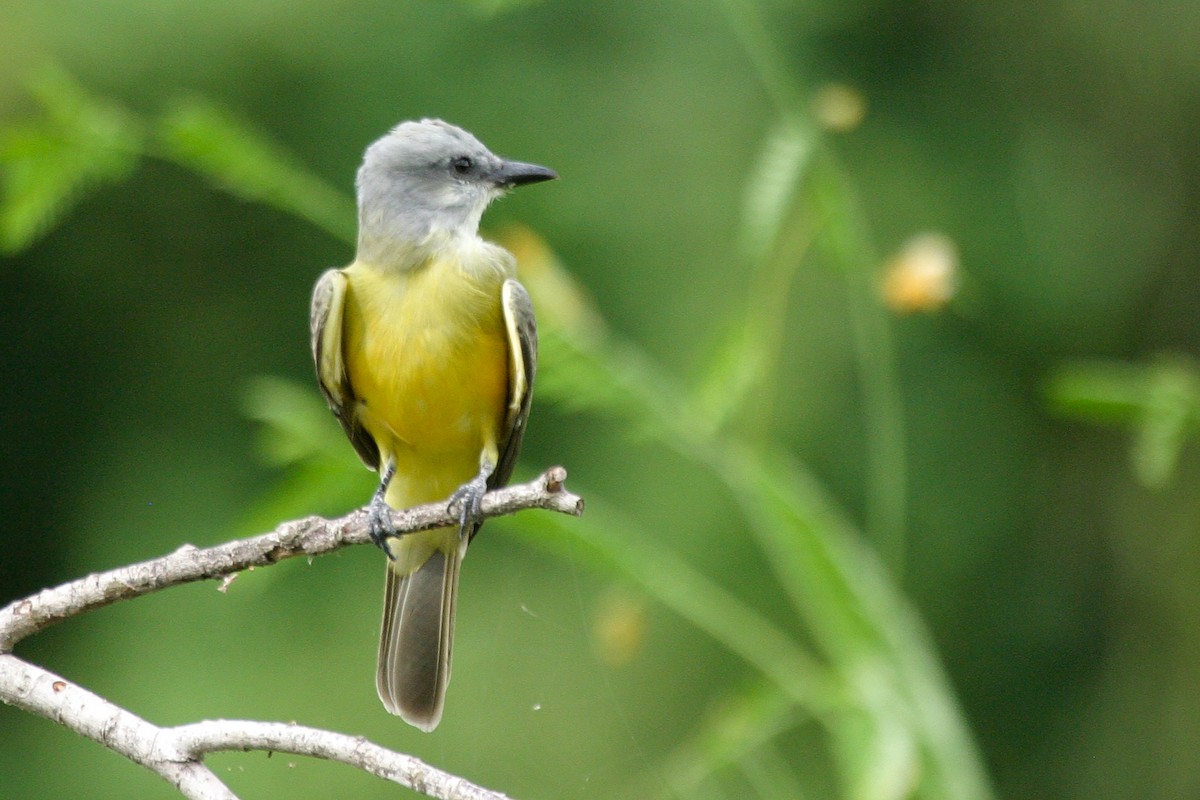 Couch's Kingbird - Miguel Rouco