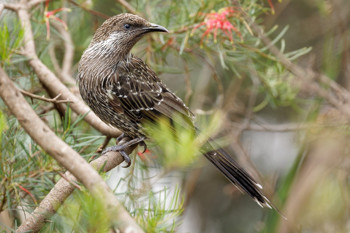 Little Wattlebird - ML612918668