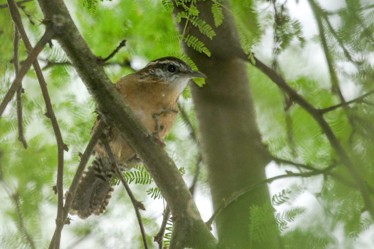 Carolina Wren (Northeast Mexico/South Texas) - ML612918697