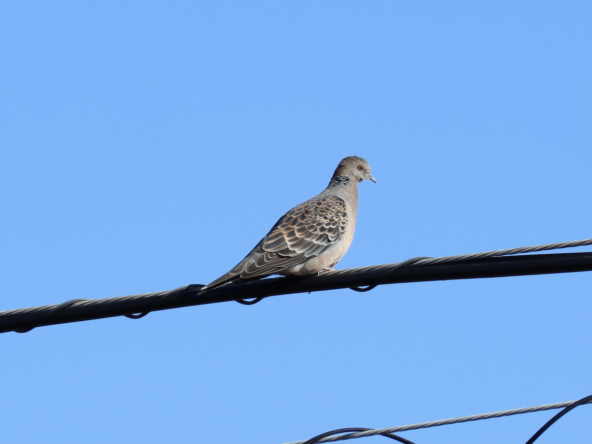 Oriental Turtle-Dove - ML612918798