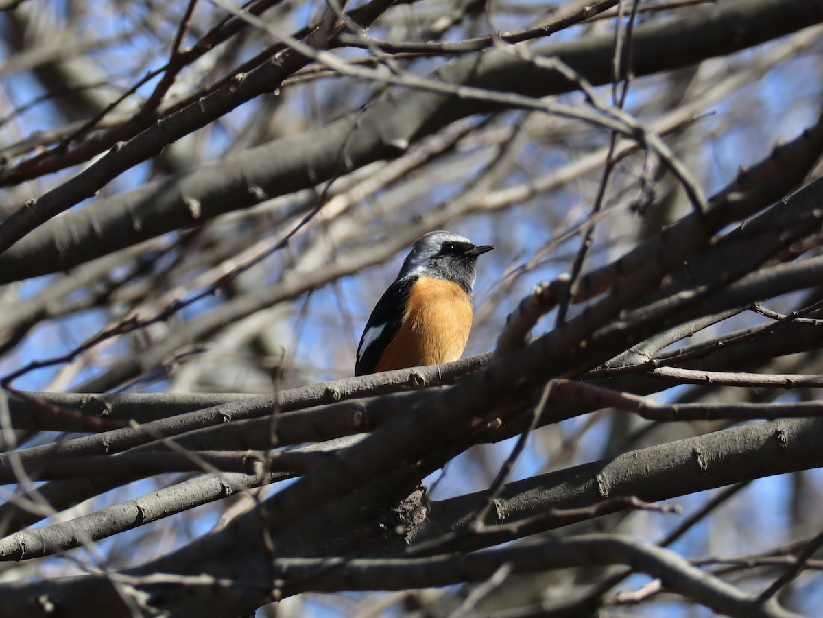 Daurian Redstart - ML612918811