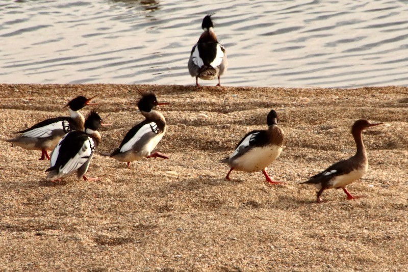 Red-breasted Merganser - ML612918816