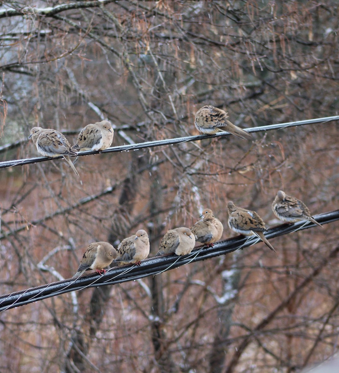 Mourning Dove - ML612918820