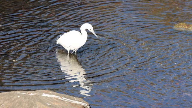 Little Egret - ML612918829