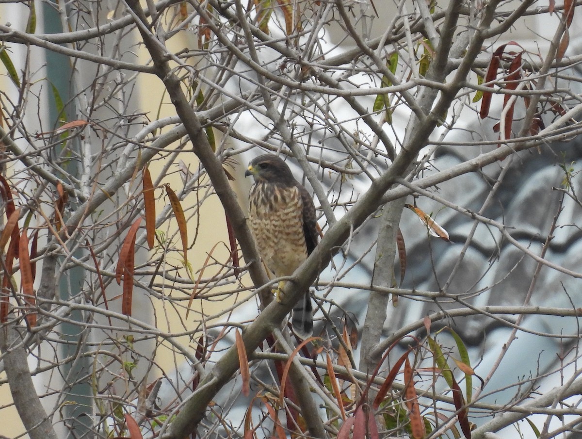 Roadside Hawk - ML612918886