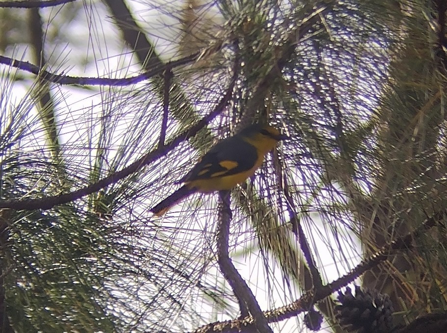 Scarlet Minivet - ML612918910