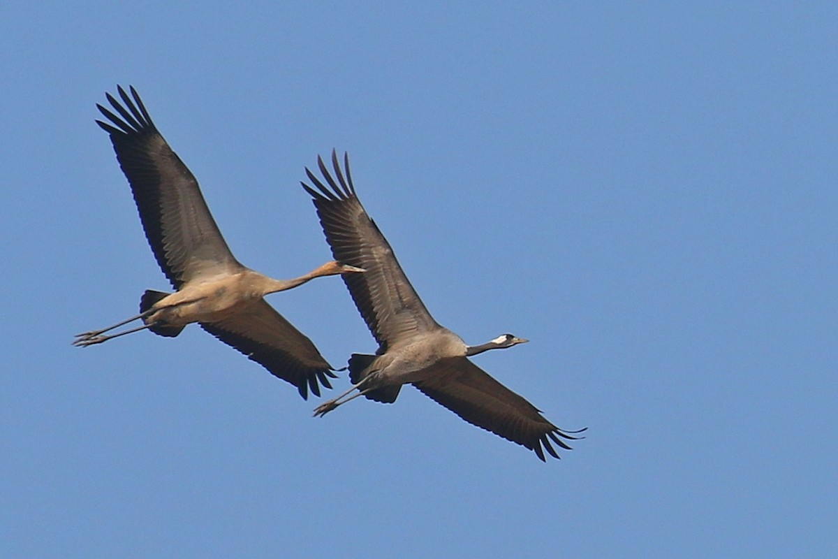 Хархираа тогоруу - ML612919063