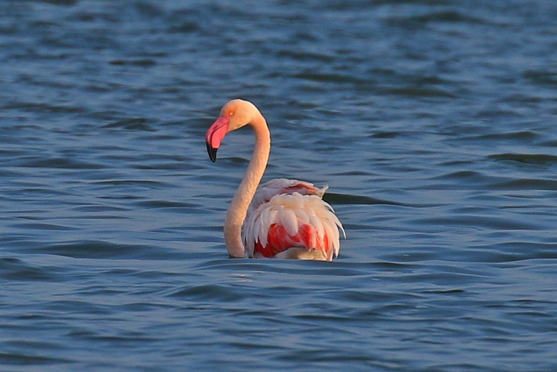 Greater Flamingo - ML612919076