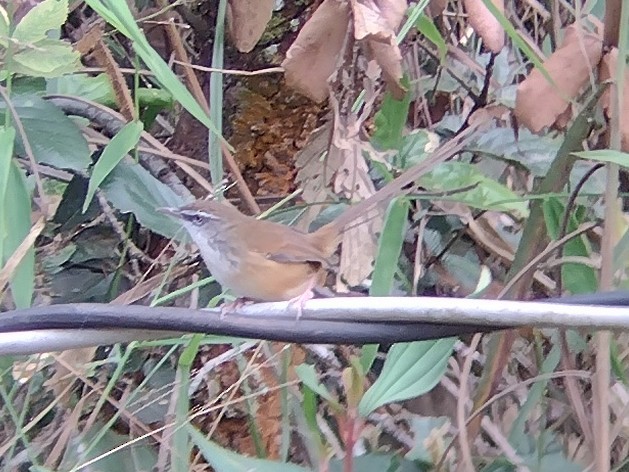 Hill Prinia - Lars Mannzen