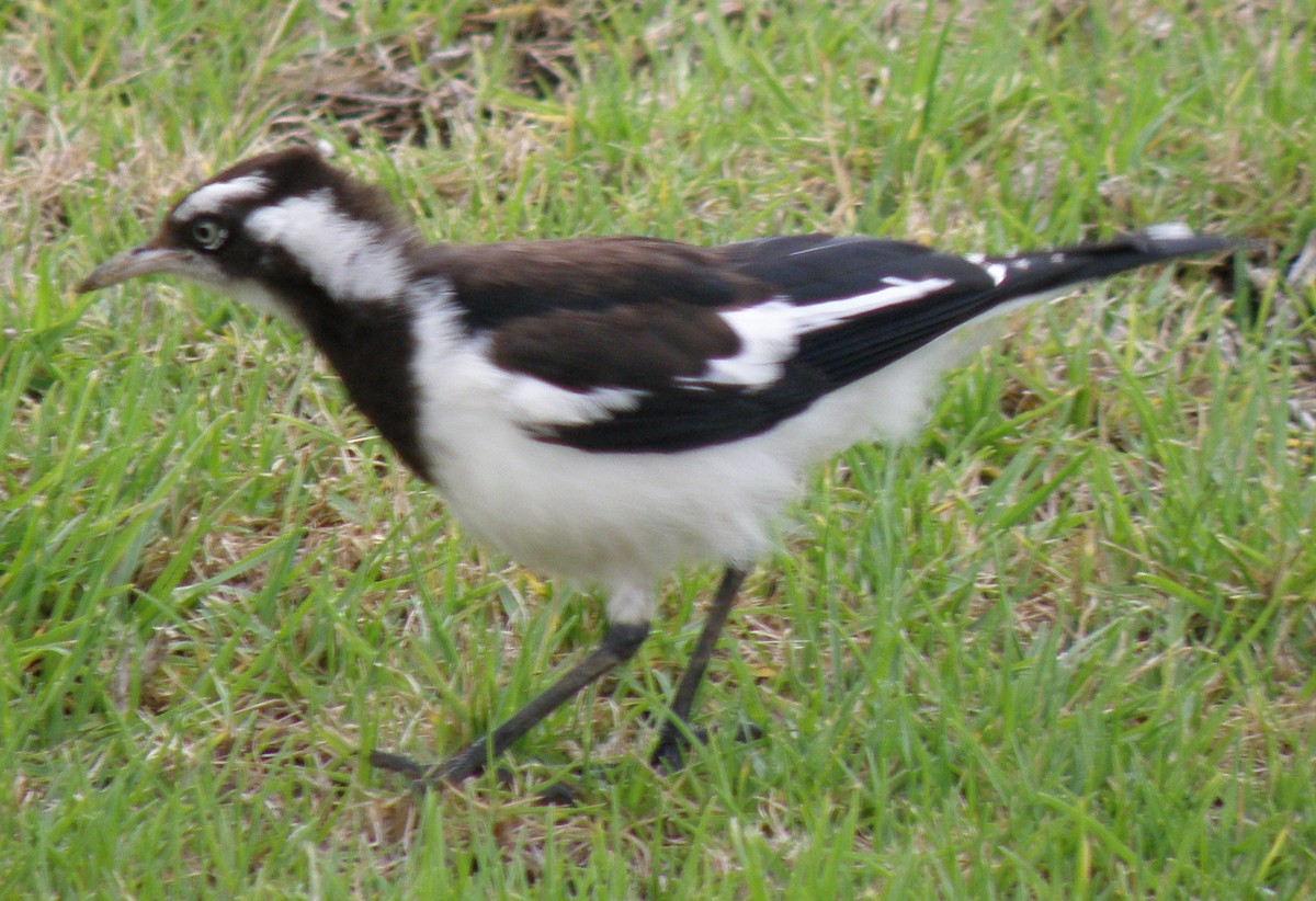 Magpie-lark - ML612919086