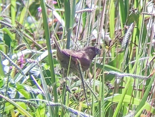 Scaly-breasted Munia - Lars Mannzen