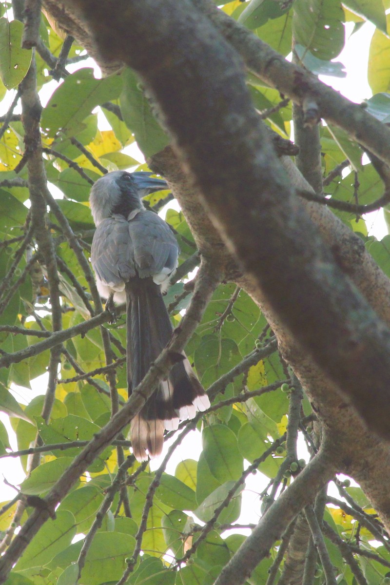 Indian Gray Hornbill - Jignesh Panchal