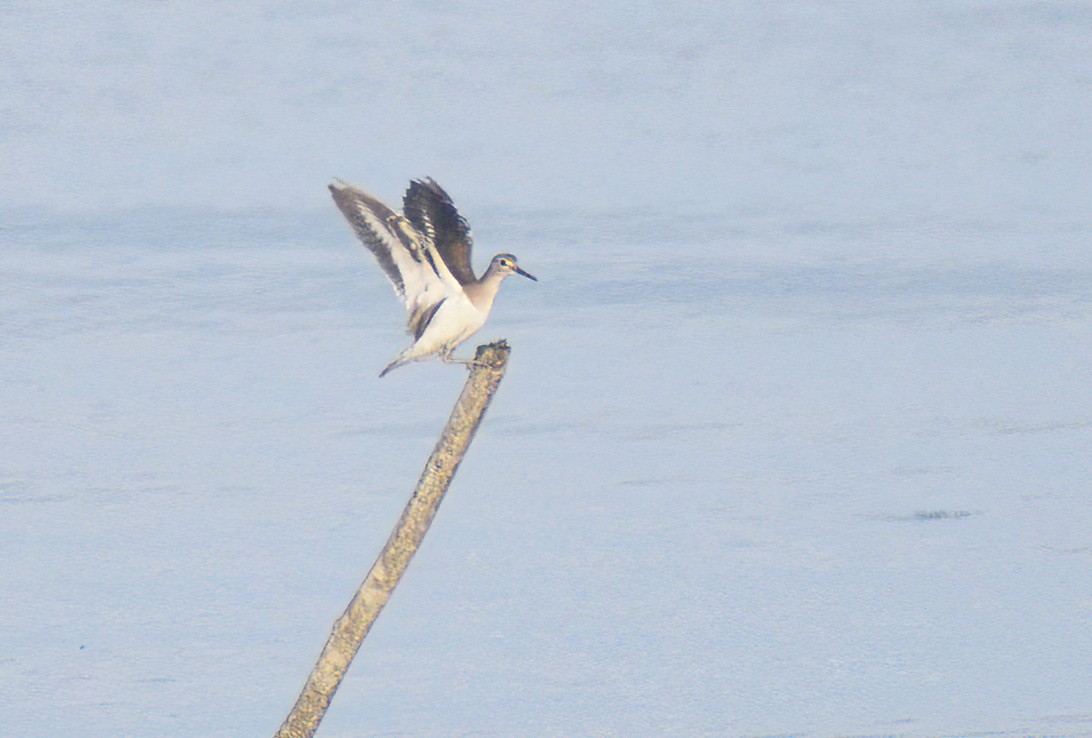 Common Sandpiper - ML612919227