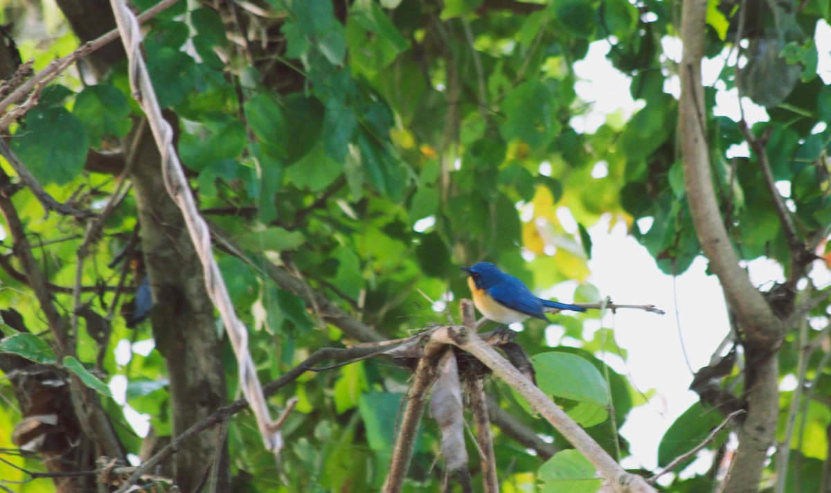 Tickell's Blue Flycatcher - Jignesh Panchal