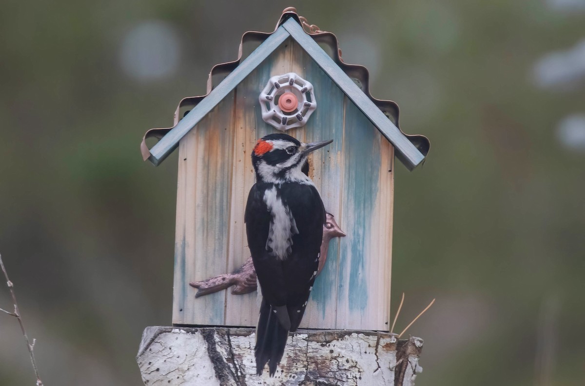 Hairy Woodpecker - Timothy Pendill