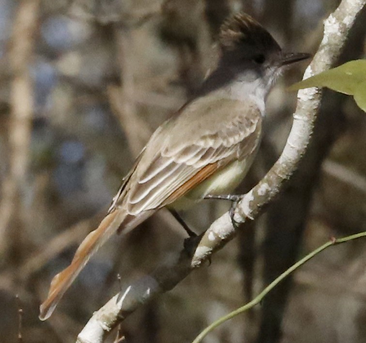 Ash-throated Flycatcher - ML612919400